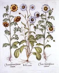 Ochsenauge und Kronen-Margerite, aus Hortus Eystettensis, von Basil Besler, veröffentlicht 1613