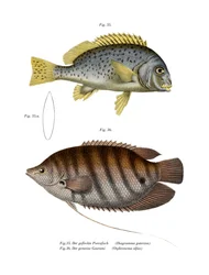 Gemalter Süßlippenfisch