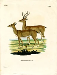 Pampas-Reh