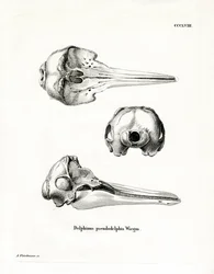 Schädel des Pantropischen Fleckendelfins