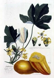 Papaya, graviert von Johann Jakob Haid, Tafel 7 aus einem botanischen Buch, veröffentlicht von Augustus Vind
