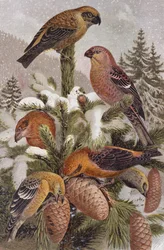 Fichtenkreuzschnabel und Kreuzschnabel, Tafel aus Brehms Tierleben: Allgemeine Kunde des Tierreichs, Bd.4, S.314, veröffentlicht vom Bibliographischen Institut, 1891