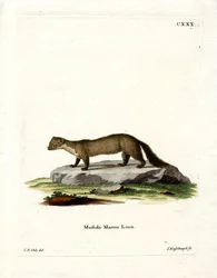 Baummarder