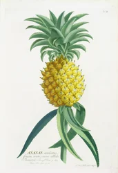 Ananas, graviert von Johann Jakob Haid (1704-67)