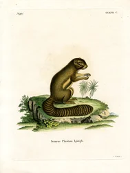 Plantagenhörnchen