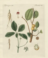 Pflanzen aus heißen Ländern