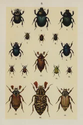 Tafel aus Das Handbuch des jungen Käfersammlers
