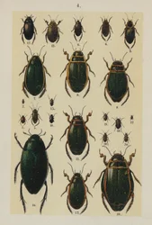 Tafel aus dem Handbuch des jungen Käfersammlers