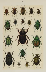 Tafel aus Das Handbuch des jungen Käfersammlers