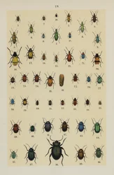 Tafel aus dem Handbuch des jungen Käfersammlers