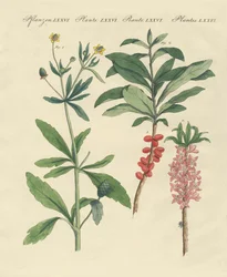 Giftige deutsche Pflanzen