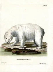 Eisbär