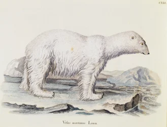 Eisbär (Ursus maritimus), aus Säugetiere aus der Natur illustriert mit Beschreibungen, von Johann Christian Daniel von Schreber, Gravur von IC Bock nach einer Zeichnung von Marechal, Band 3, Tafel 141