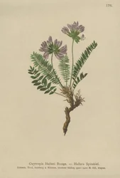 Lila Oxytrpis