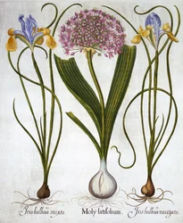 Lila Sensation und Spanische Schwertlilien, aus Hortus Eystettensis, von Basil Besler, veröffentlicht 1613