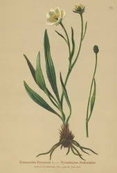 Pyrenäen-Hahnenfuß (Ranunculus Pyrenaeus)
