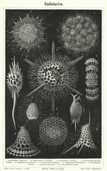 Radiolarien (Stich)