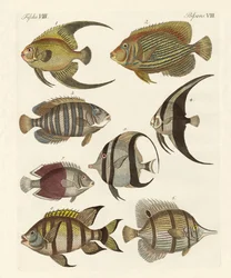 Seltene indische Fische