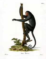 Rotgesichtiger Klammeraffe
