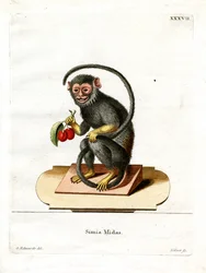 Rot-Handtamarin