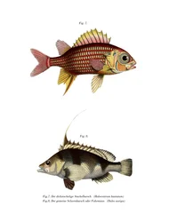 Roter Eichhörnchenfisch