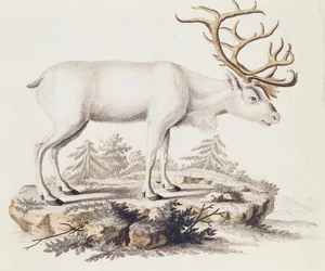 Rentier (Cervus tarandus), aus Säugetiere aus der Natur illustriert mit Beschreibungen, von Johann Christian Daniel von Schreber (1739-1810), Stich von I Nufsbiegel, Band 5, Tafel 248-C, Deutschland