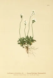 Felsen-Mannsschild (Androsace obtusifolia)