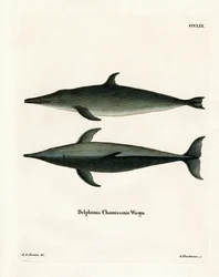 Rauhzahndelfin
