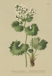 Rundblättriger Steinbrech