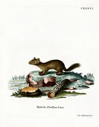 Zobel