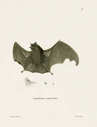 Sackflügelfledermaus
