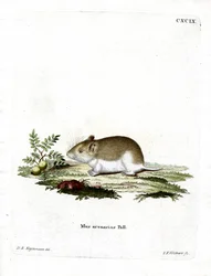 Sandmaulwurf