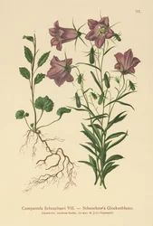 Scheuchzers Glockenblume
