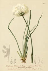 Scheuchzers Wollgras (Eriophorum Scheuchzeri, Eriophorum capitatum)