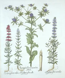 Meeresdistel und drei Arten von Ysop, aus Hortus Eystettensis, von Basil Besler, veröffentlicht 1613