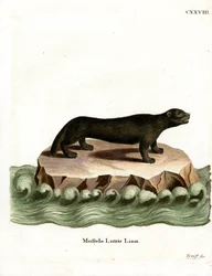Seeotter