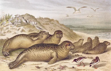 Robbe, Tafel aus Brehms Tierleben: Allgemeine Kunde des Tierreichs, Bd. 2, S. 309, veröffentlicht vom Bibliographischen Institut, 1890