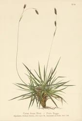 Segge (Carex firma)