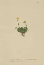 Seguieris Steinbrech