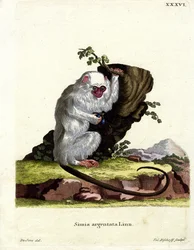 Silberner Marmoset