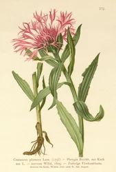 Einblütige Flockenblume