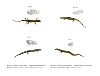 Skink
