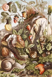 Schnecken, Platte aus 