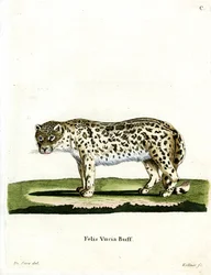 Schneeleopard