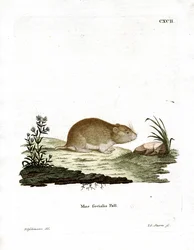 Soziale Wühlmaus