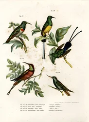 Südlicher Doppelkragen-Nektarvogel, 1864