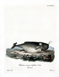 Pottwal