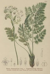 Bärwurz (Meum athamanticum)