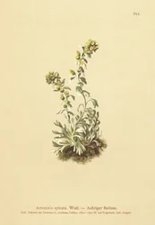 Ähriger Wermut (Artemisia spicata, Artemisia bocconei, Artemisia genipi)