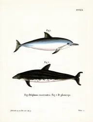 Spinnerdelfin